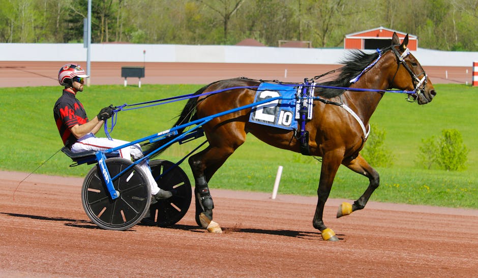 Pferdekauf und -verkauf